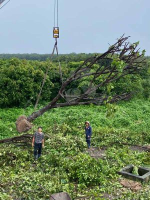 Trồng, khai thác và ươm dưỡng cây lộc vừng tại Sài Gòn Hoa