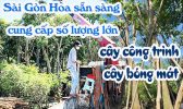 Sai Gon Hoa Cung Cap Cay Cong Trinh So Luong Lon