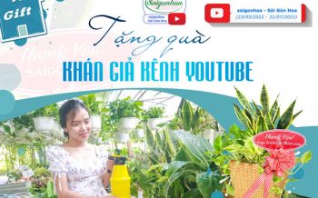 Tang Qua Khan Gia Youtube