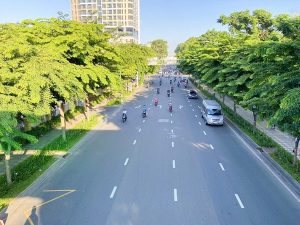 Phân Loại Cây Xanh Trong Thiết Kế Cảnh Quan