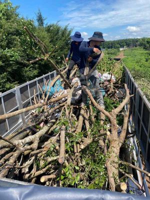 Top 5 cây bóng mát được săn đón nhiều năm 2024