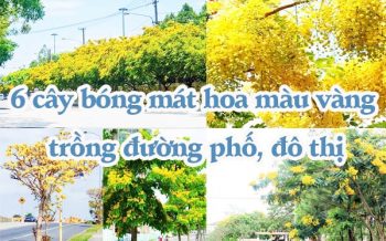 6 Cay Bong Mat Hoa Mau Vang Trong Duong Pho