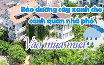 Bao Duong Cay Xanh Cho Nha Pho Vao Mua Mua
