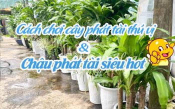 Cach Choi Phat Tai Va Nhung Mau Chau Phat Tai