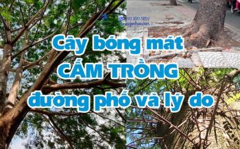 Cay Bong Mat Cam Trong