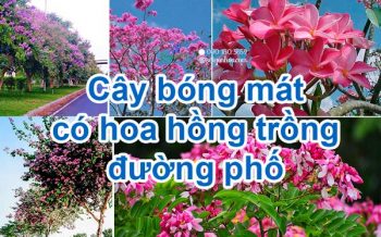 Cay Bong Mat Co Hoa Hong