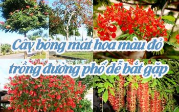 Cay Bong Mat Hoa Mau Do Trong Duong Pho