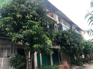 Cây Xoài Trồng Sân Vườn