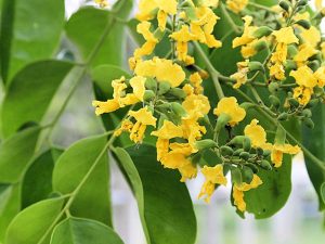 Top 5 cây bóng mát được săn đón nhiều năm 2024