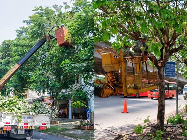 Cần làm gì để bảo vệ cây xanh đường phố mùa mưa bão • Sài Gòn Hoa 2023