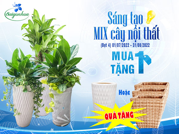 Sáng Tạo Mix Cây Nội Thất Cùng Sài Gòn Hoa
