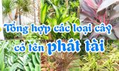 Tong Hop Cac Loai Cay Co Ten Phat Tai