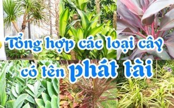 Tong Hop Cac Loai Cay Co Ten Phat Tai