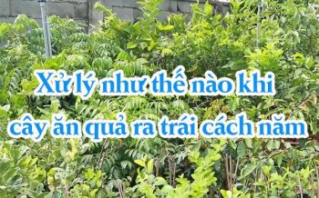Xu Ly Nhu The Nao Khi Cay An Qua Ra Trai Cach Nam