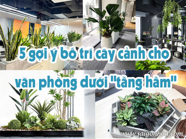 5 Goi Y Bo Tri Cay Canh Cho Van Phong Duoi Tang Ham