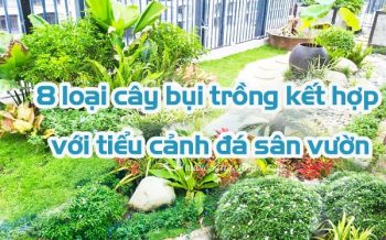 8 Loai Cay Bui Trong Ket Hop Tieu Canh San Vuon