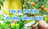 Cay An Trai Can It Nang Van Ra Trai