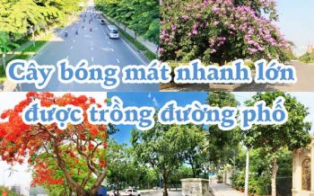 Cay Bong Mat Nhanh Lon Duoc Trong Duoc Pho