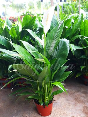 Cây Lan Ý Siêu Bông