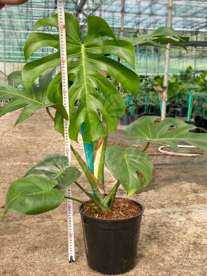 Cây Trầu Bà Lá Xẻ