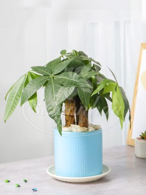 Chậu Cây Kim Ngân 3 Thân