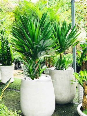 Các loại cây phát tài mang may mắn cho gia chủ