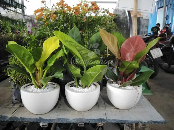 trầu-bà-đế-vương