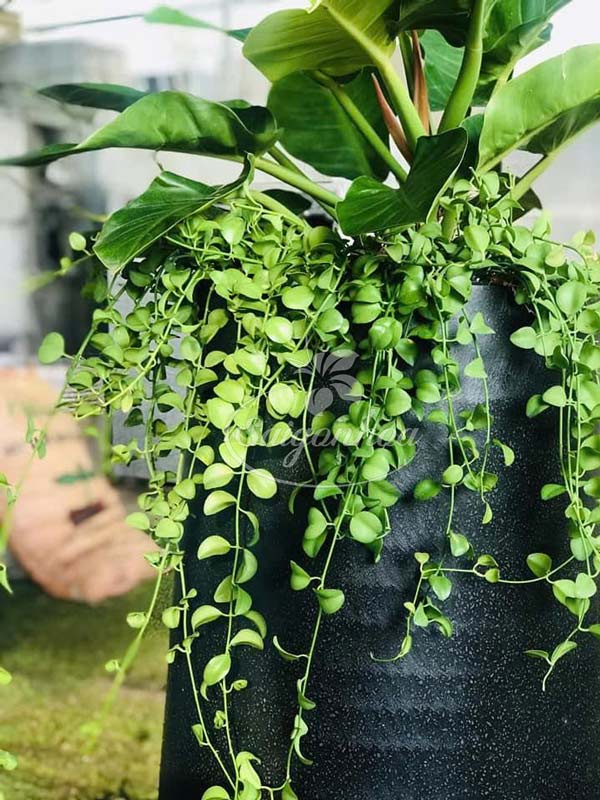 trầu-bà-đế-vương