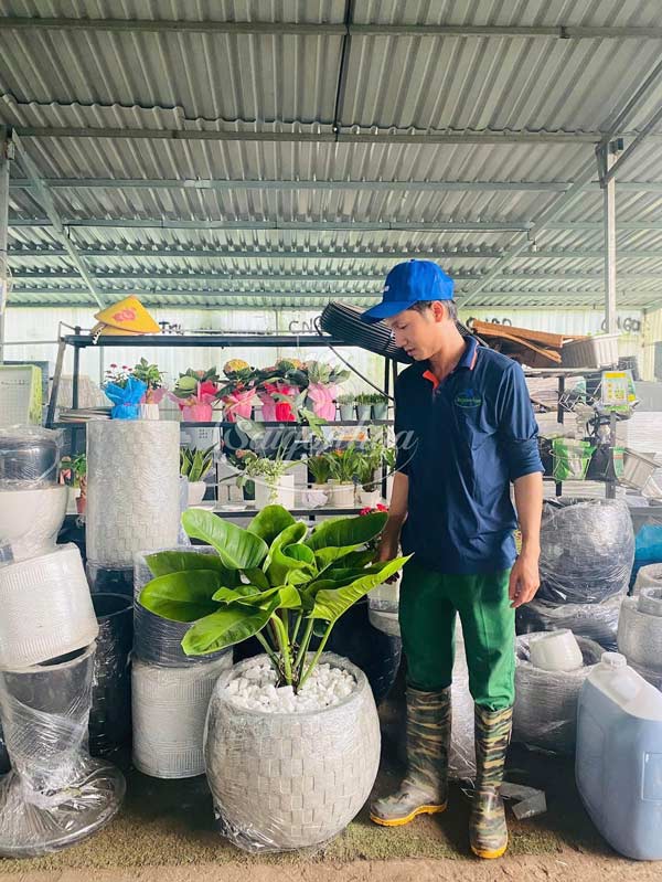 trầu-bà-đế-vương