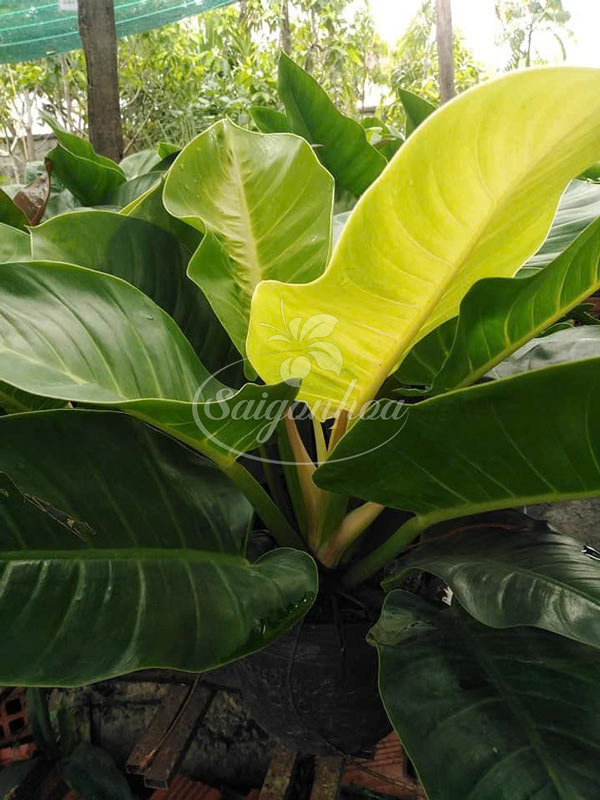 trầu-bà-đế-vương