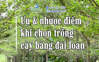 Uu Nhuoc Diem Trong Bang Dai Loan