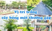 Vi Tri Trong Cay Bong Mat Thuong Gap