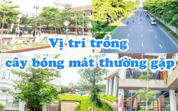 Vi Tri Trong Cay Bong Mat Thuong Gap