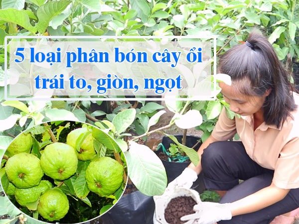 5 Loai Phan Bon Cay Oi