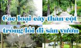 Cac Loai Cay Than Cot Trong Loi Di San Vuon