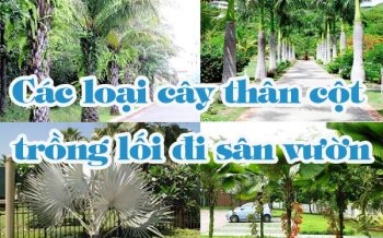 Cac Loai Cay Than Cot Trong Loi Di San Vuon