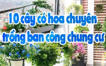Cay Co Hoa Trong Ban Cong Chung Cu