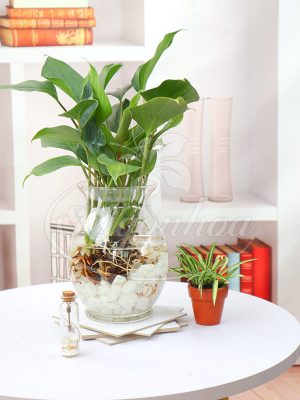 Cây Thanh Tâm Trong Nước