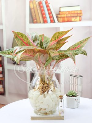 Cây Thịnh Vượng Trong Nước