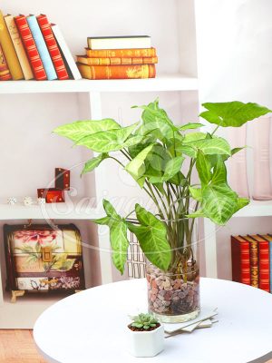 Cây Tróc Bạc Trong Nước