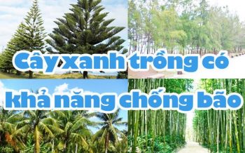 Cay Xanh Trong Co Kha Nang Chong Bao