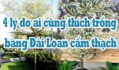Ly Do Trong Bang Dai Loan Cam Thach