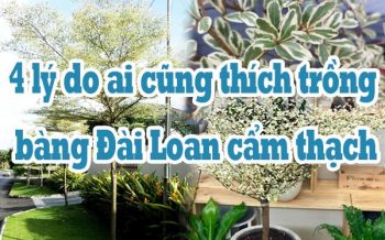 Ly Do Trong Bang Dai Loan Cam Thach