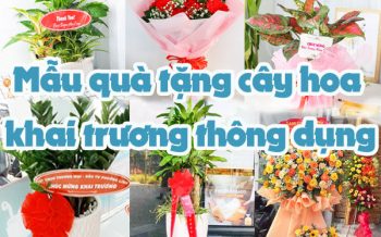 Mau Qua Tang Cay Hoa Khai Truong Thong Dung