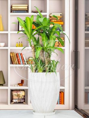 Cùng Sài Gòn Hoa Tậu Cây Bóng Mát-Ưu Đãi Bát Ngát