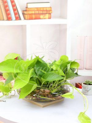 Cây Trầu Bà Vàng Trong Nước