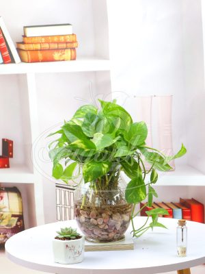 Cây Trầu Bà Xanh Trong Nước