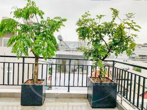 Cùng Sài Gòn Hoa Tậu Cây Bóng Mát-Ưu Đãi Bát Ngát