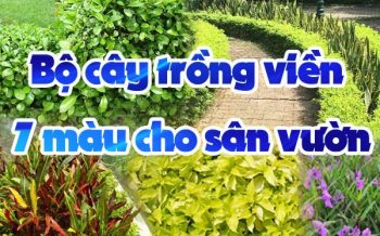 Bo Cay Trong Vien 7 Mau Cho San Vuon
