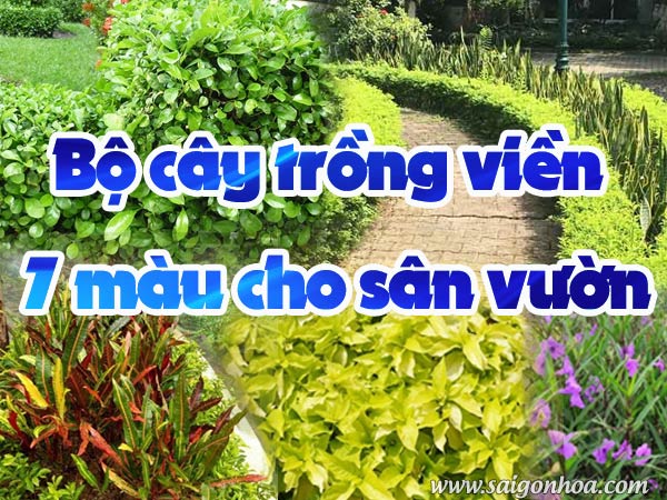 Bo Cay Trong Vien 7 Mau Cho San Vuon